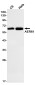 AER61 Rabbit mAb ABZ2040