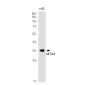 MTX3 Rabbit mAb ABZ2043
