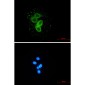 Meckelin Rabbit mAb ABZ2044