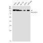 Meckelin Rabbit mAb ABZ2044