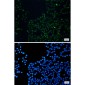 FAM98B Rabbit mAb ABZ2045
