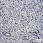 FAM98B Rabbit mAb ABZ2045