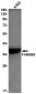FAM98B Rabbit mAb ABZ2045