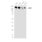 BRG1 Rabbit mAb ABZ2047