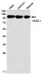 HKDC1 Rabbit mAb ABZ2048