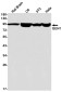 GEN1 Rabbit mAb ABZ2049
