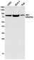 Mitofilin Rabbit mAb ABZ2050