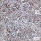 TXNRD1 Rabbit mAb ABZ2051
