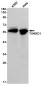 TXNRD1 Rabbit mAb ABZ2051