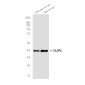 DUSP6 Rabbit mAb ABZ2053