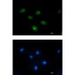 PCK2 Rabbit mAb ABZ2054