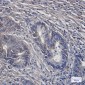 PCK2 Rabbit mAb ABZ2054