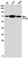 PCK2 Rabbit mAb ABZ2054