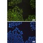 NRF1 Rabbit mAb ABZ2059