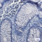 NRF1 Rabbit mAb ABZ2059