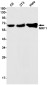 NRF1 Rabbit mAb ABZ2059