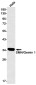 SMN/Gemin 1 Rabbit mAb ABZ2062