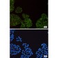 SMN/Gemin 1 Rabbit mAb ABZ2063
