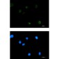 Extracellular Matrix Protein 1 Rabbit mAb ABZ2066