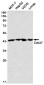 CDC37 Rabbit mAb ABZ2069