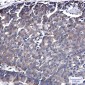 CDC37 Rabbit mAb ABZ2070