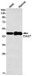 CDC37 Rabbit mAb ABZ2070