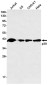 p38 MAPK Rabbit mAb ABZ2071
