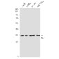 HLF Rabbit mAb ABZ2074