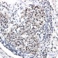 DDB1 Rabbit mAb ABZ2075