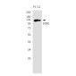 DDB1 Rabbit mAb ABZ2075