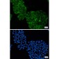 ADRM1/ARM-1 Rabbit mAb ABZ2077