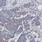 ADRM1/ARM-1 Rabbit mAb ABZ2077