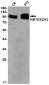 KMT6/EZH2 Rabbit mAb ABZ2080