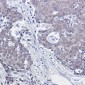 NEDD8 Rabbit mAb ABZ2082