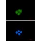 Smad2 Rabbit mAb ABZ2083
