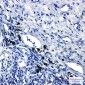 Smad2 Rabbit mAb ABZ2083