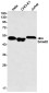 Smad2 Rabbit mAb ABZ2083