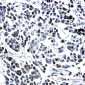 KAT13A/SRC1 Rabbit mAb ABZ2084