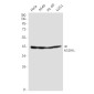 NSDHL Rabbit mAb ABZ2086