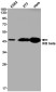 IKB beta Rabbit mAb ABZ2089