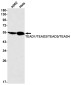 Transcriptional Enhancer Factor TEF Rabbit mAb ABZ2090