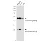 Sonic Hedgehog Rabbit mAb ABZ2091