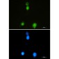 SAFB1 Rabbit mAb ABZ2092