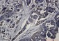 RSK1 p90 Rabbit mAb ABZ2093