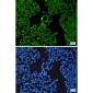 SF3B3 Rabbit mAb ABZ2094