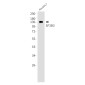SF3B3 Rabbit mAb ABZ2094