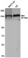 SF3B3 Rabbit mAb ABZ2094