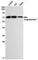 ANGPT1 Rabbit mAb ABZ2095