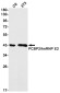 PCBP2/hnRNP E2 Rabbit mAb ABZ2097