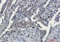 RSK3 Rabbit mAb ABZ2098
